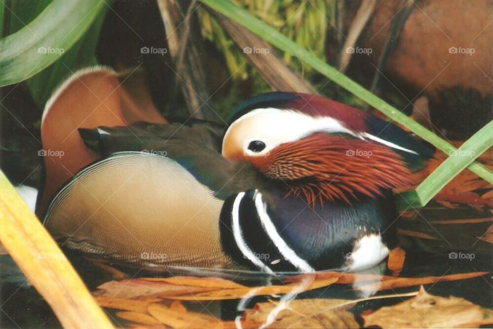 Wood duck