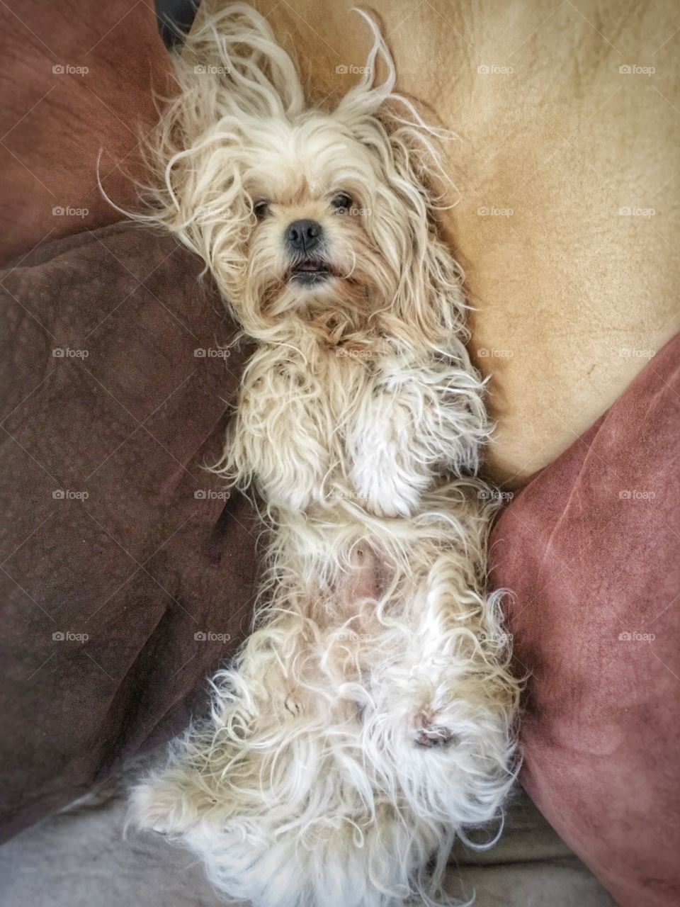 Yorkshire terrier resting on sofa