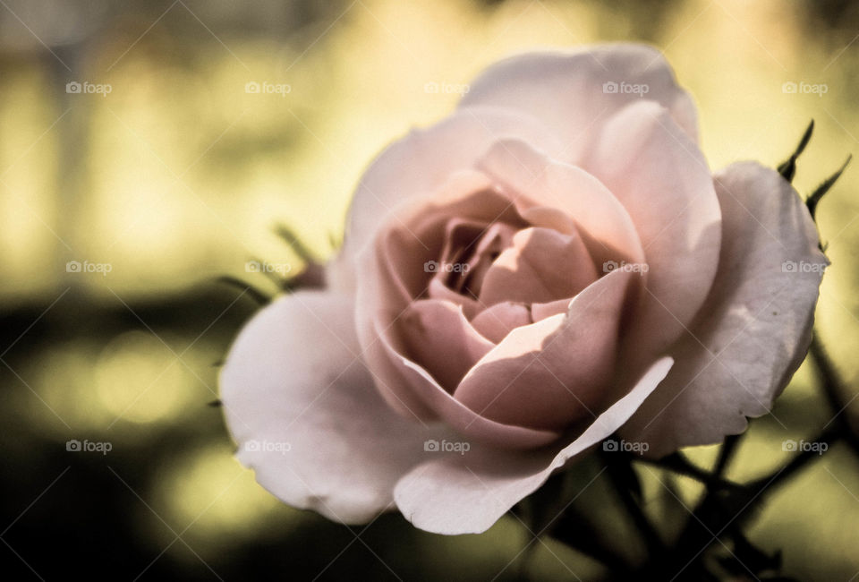 Petit Rose