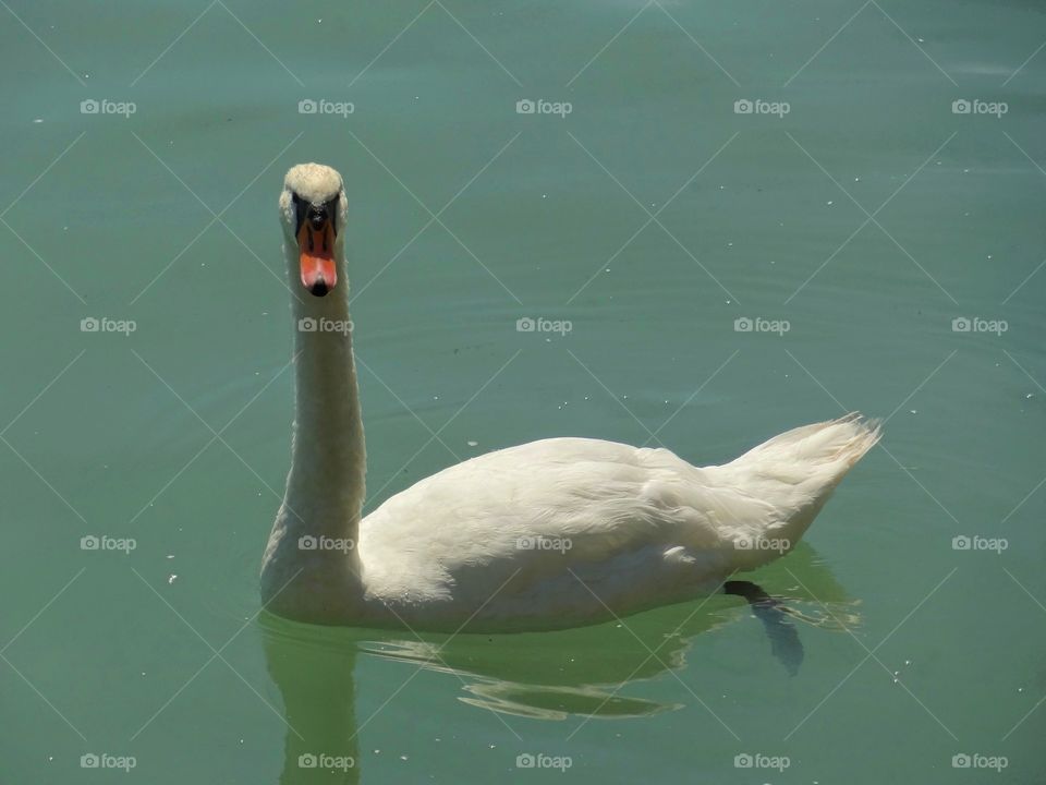 Swan