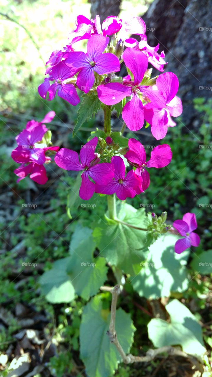 Flowers on Dragon's Tooth