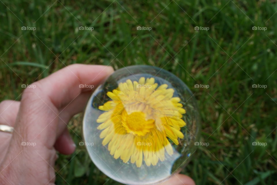 dandelion through a lensball.