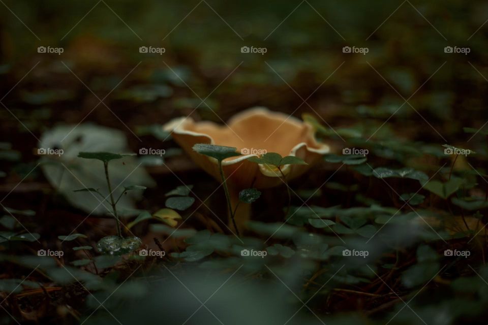 Mushrooms in a autumn sunny forest