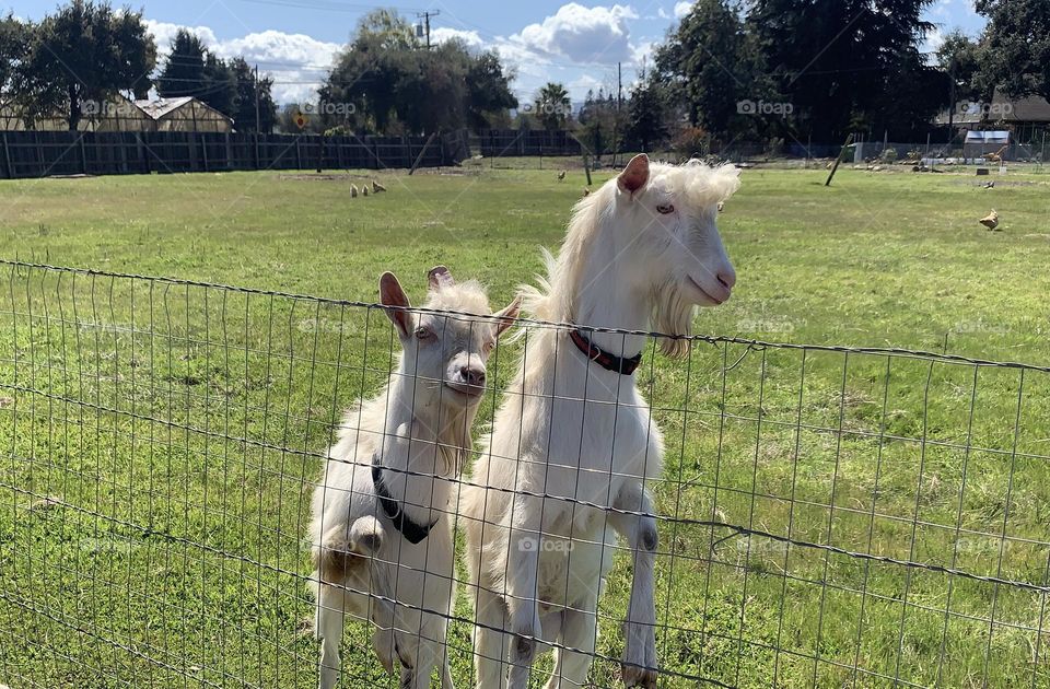 Two White large happy goats saying hello on a farm on a sunny day in California with green grass, blue skies funny hair hanging out on the fence
