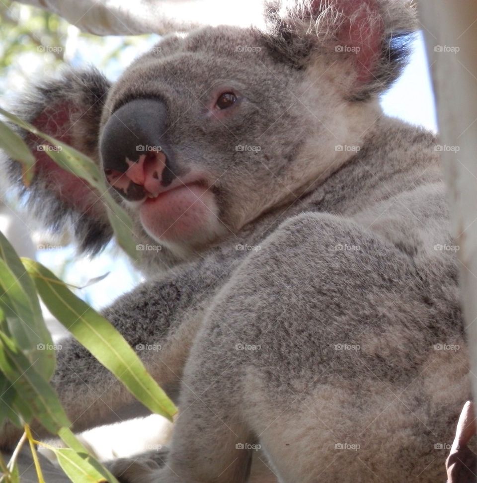 Koala