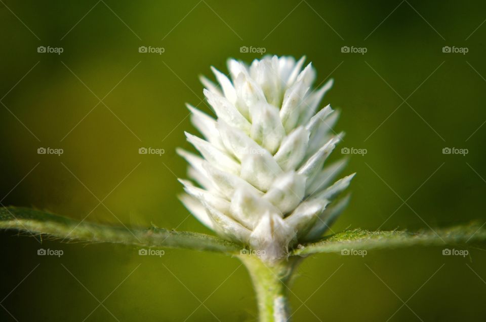 mini Flower bud