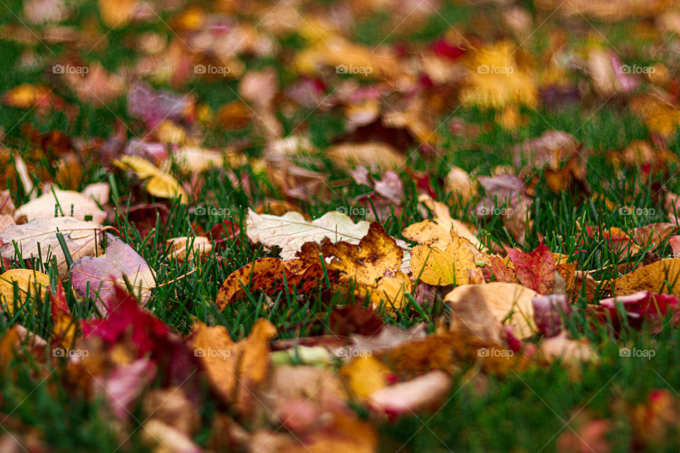 beautiful fall leaves in thr grass