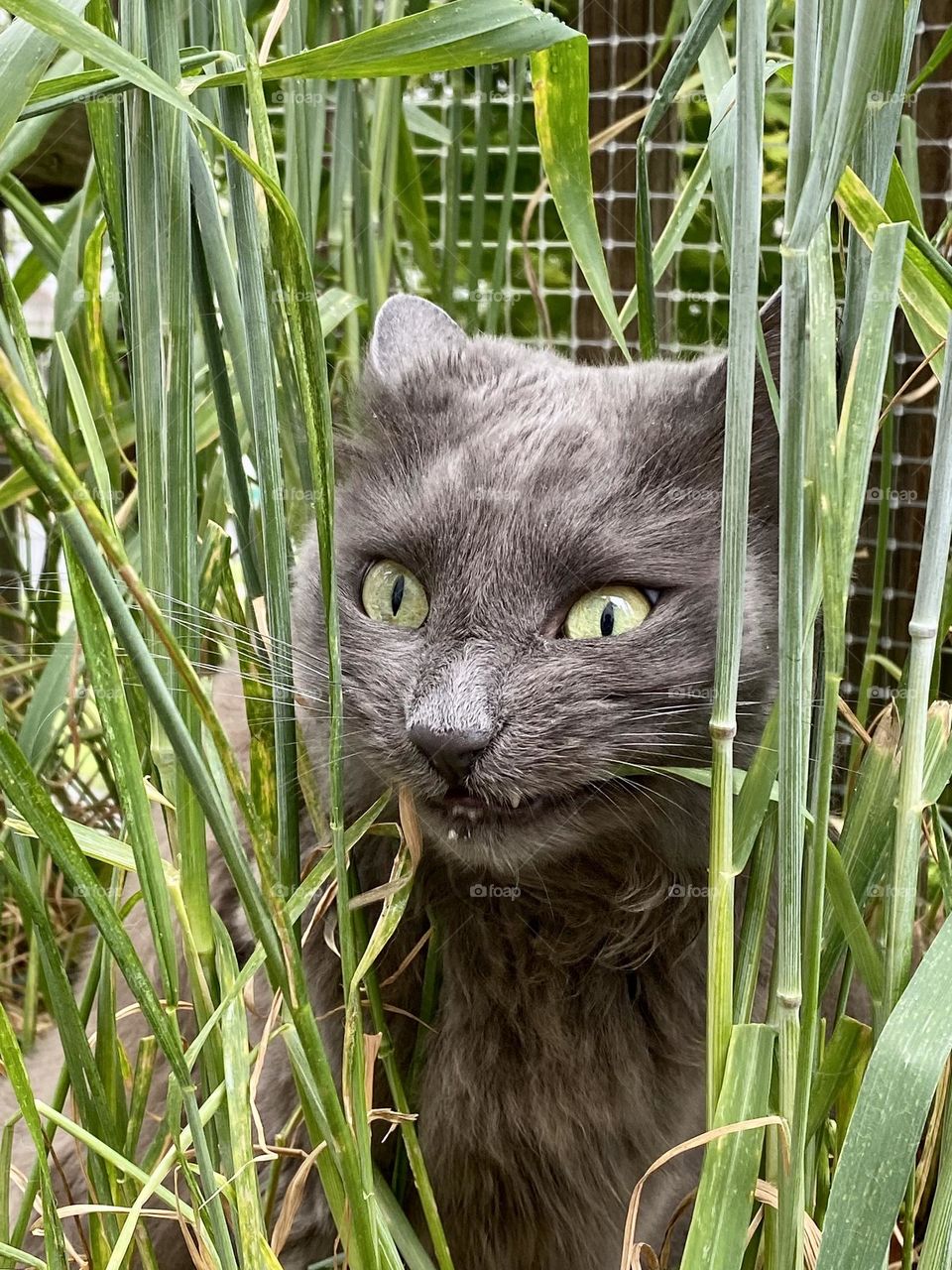 A grey cat making a funny face while eating grass