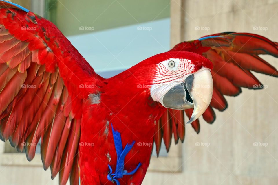 Close-up of macaw