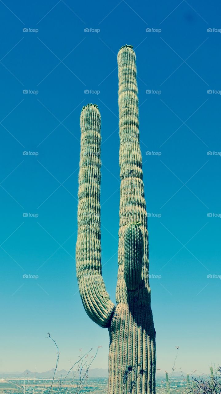 Arizona , Saguaro