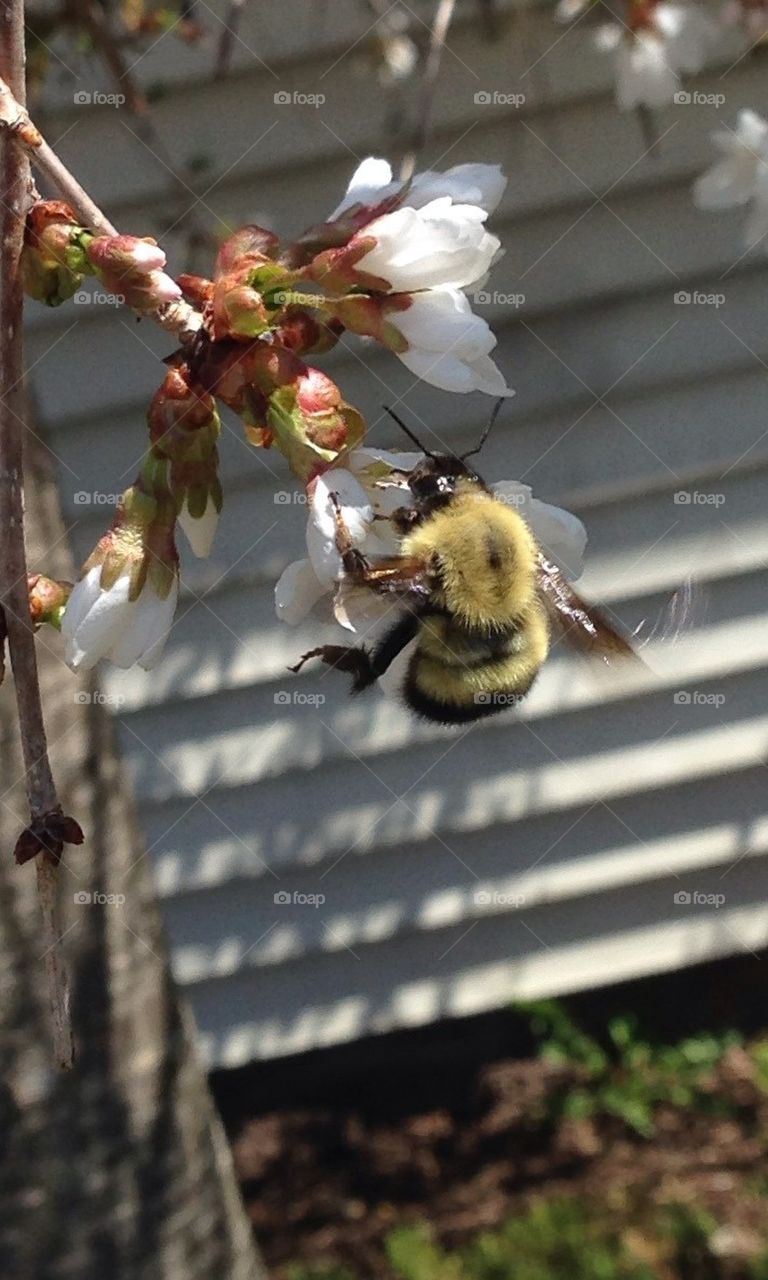 Bumble bee