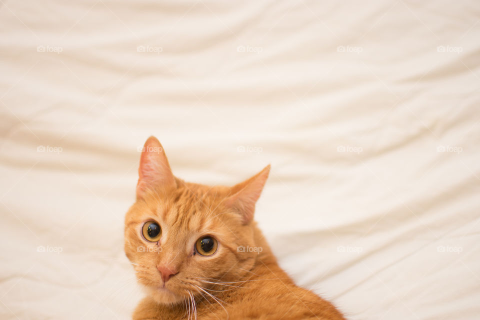 Ginger cat portrait where he is making eye contact with the camera and is in the bottom third of the frame on a white background. 