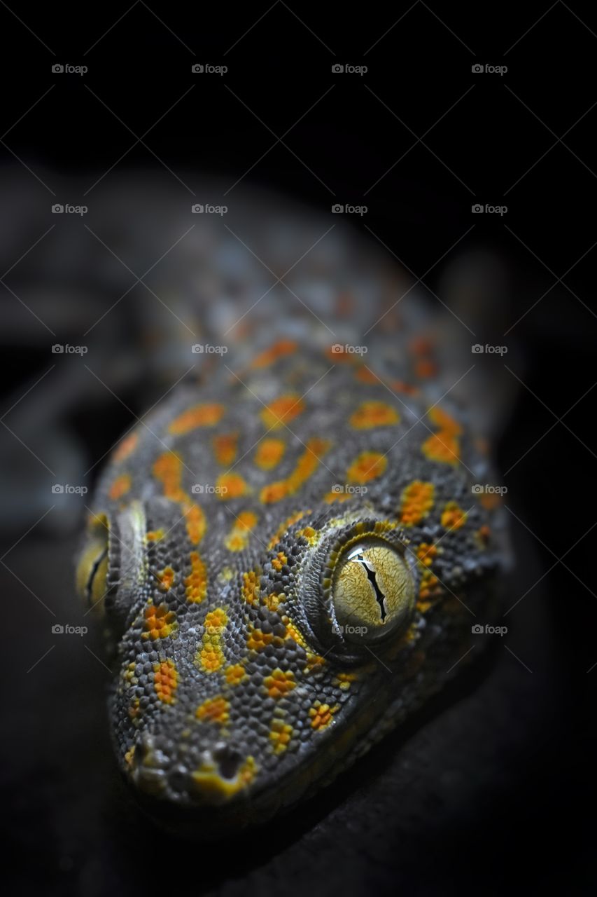 Gecko