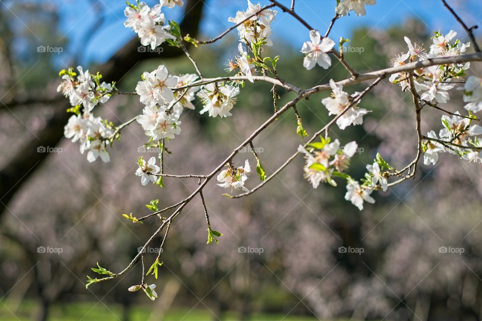 Almond tree blooming