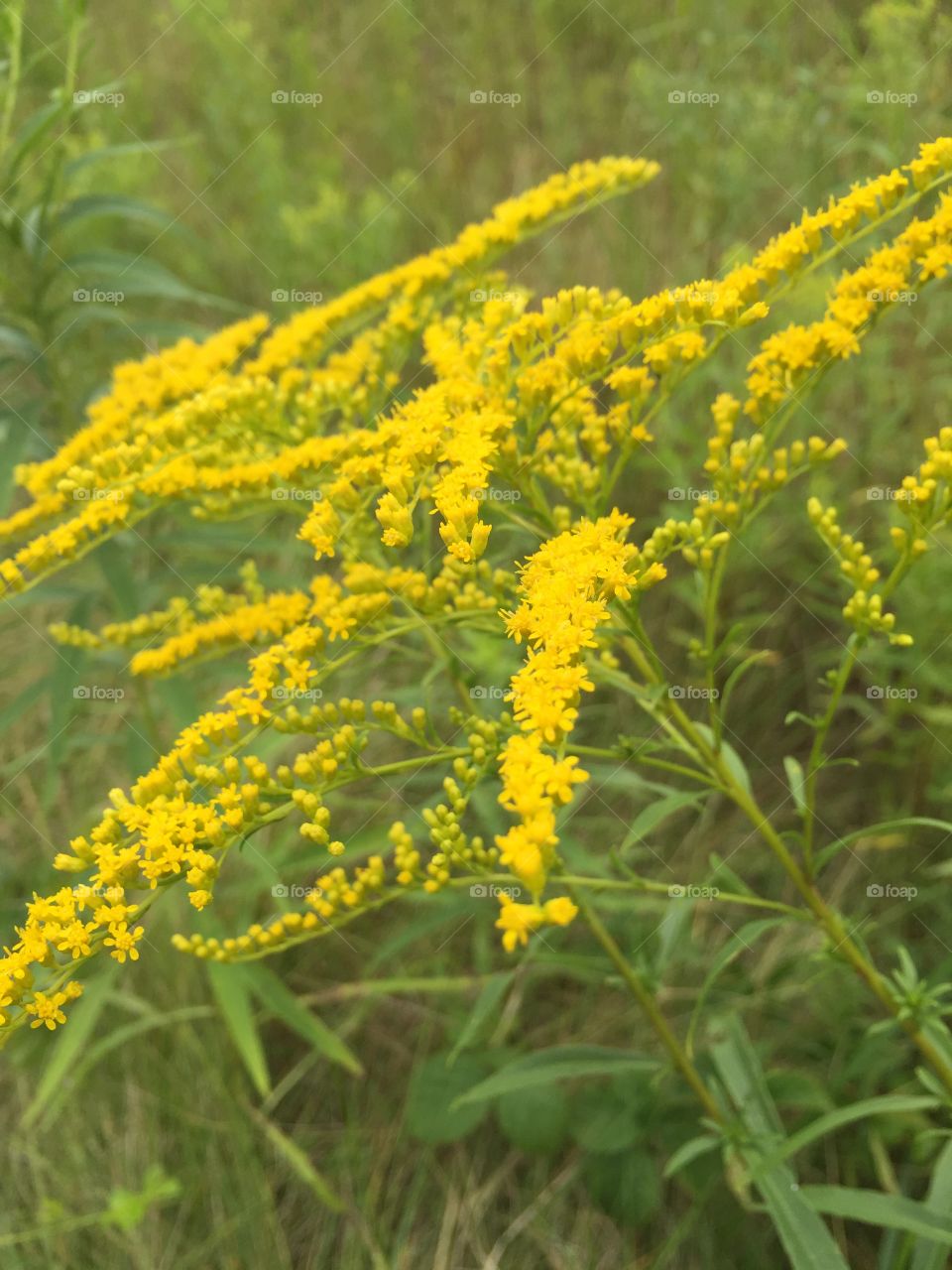 Close up oh golden rod branch