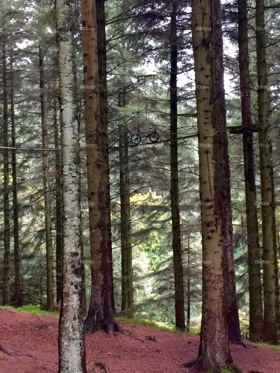 Biking up in the forest