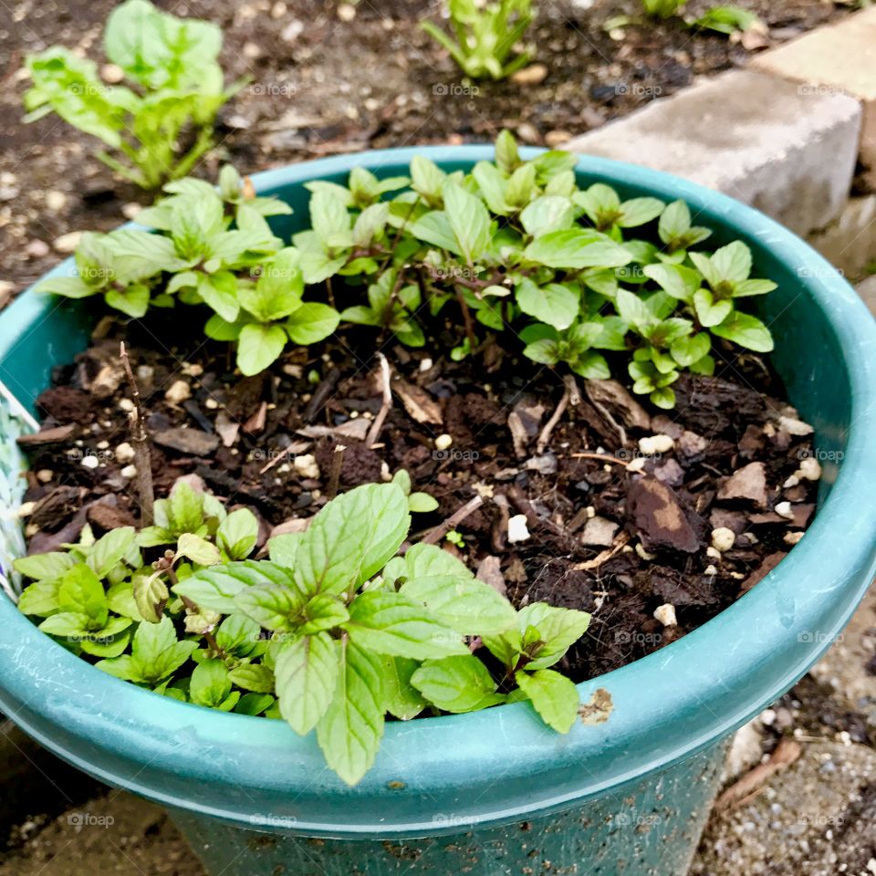 Blue Pot in Garden