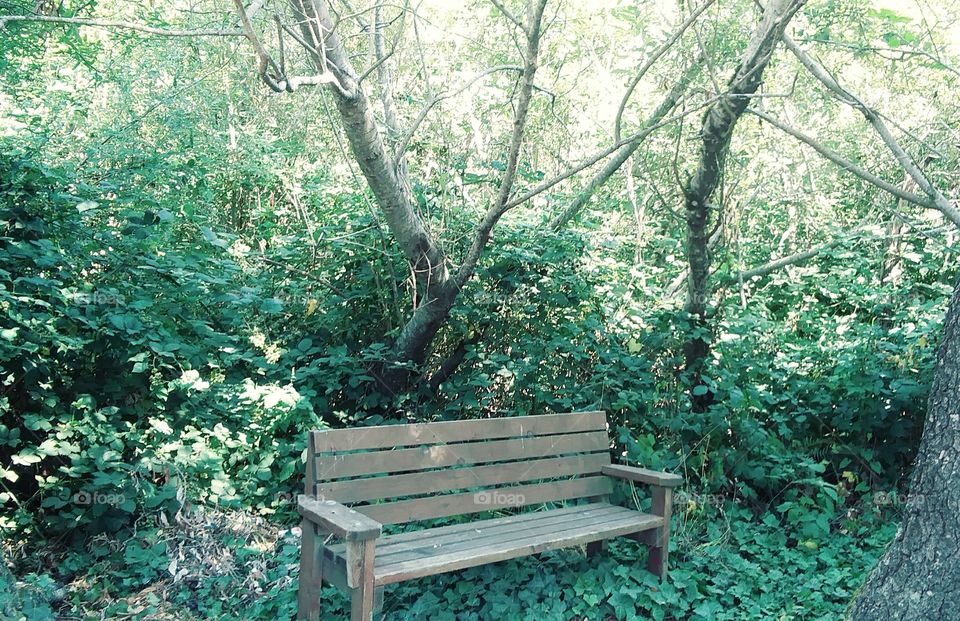 The bench