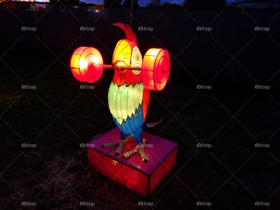 light lantern festival for the Chinese new year. parrot working out.