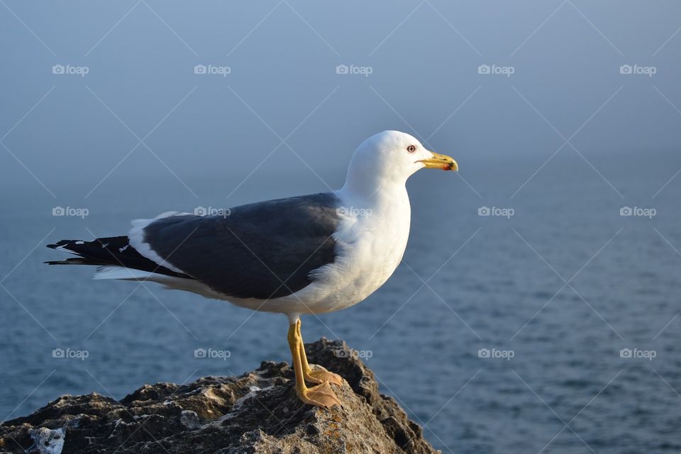 Portugal bird