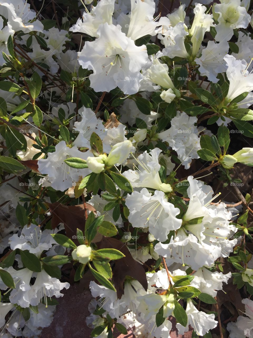 White dwarf  azaleas