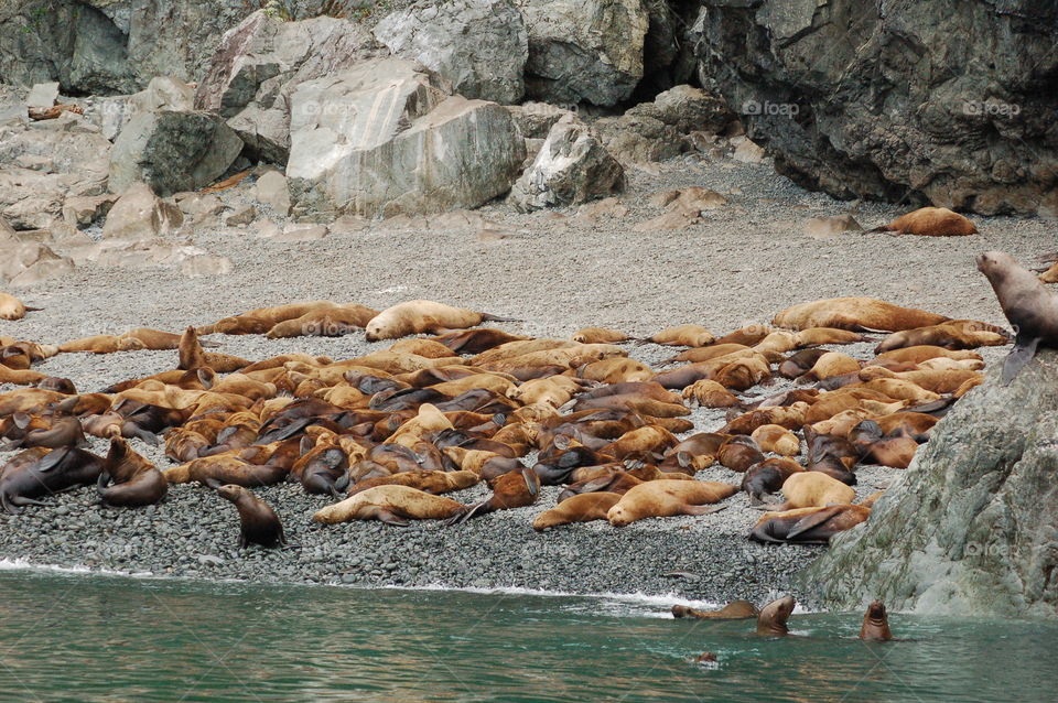 Summer On Seal Beach. Seals sunning themselves on the beach in Alaska