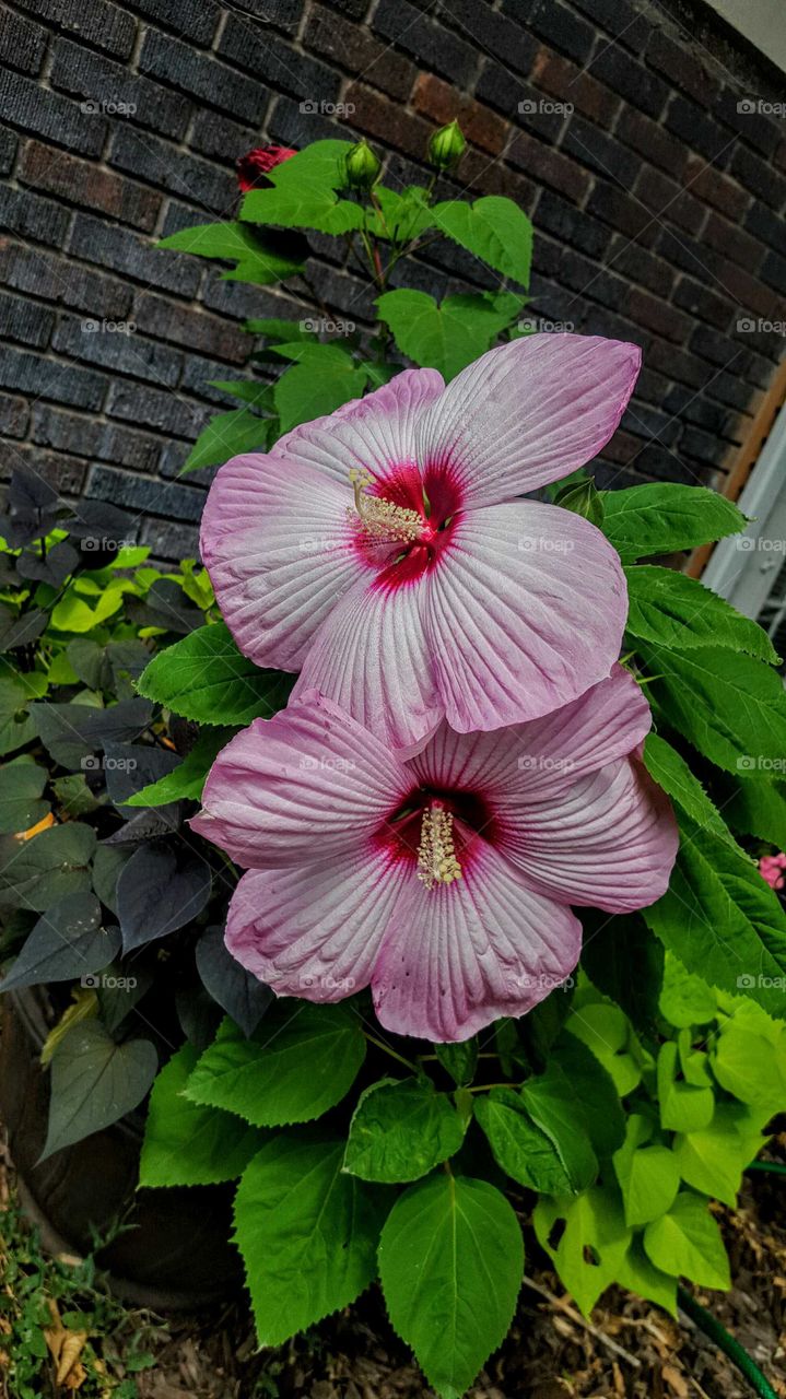 hibiscus