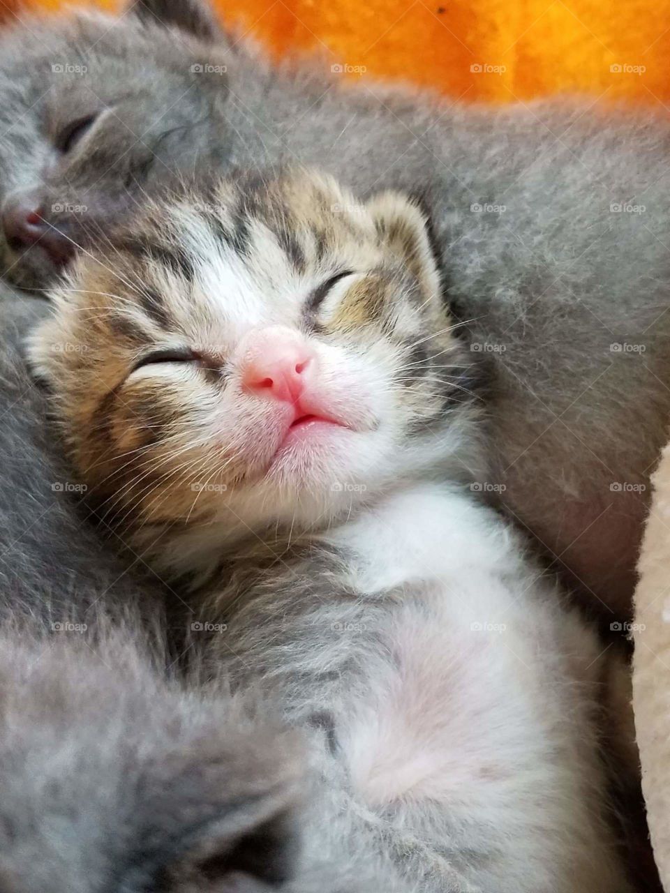 Tiny foster kitten sleeps soundly after being fed.