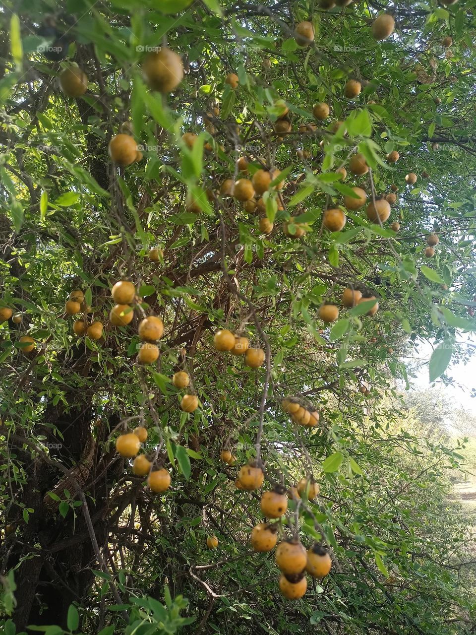 Diospyros melanoxylon, the Coromandel ebony or East Indian ebony, is a species of flowering tree in the family Ebenaceae native to India and Sri Lanka; it has a hard, dry bark. Its common name derives from Coromandel, the coast of southeastern India.