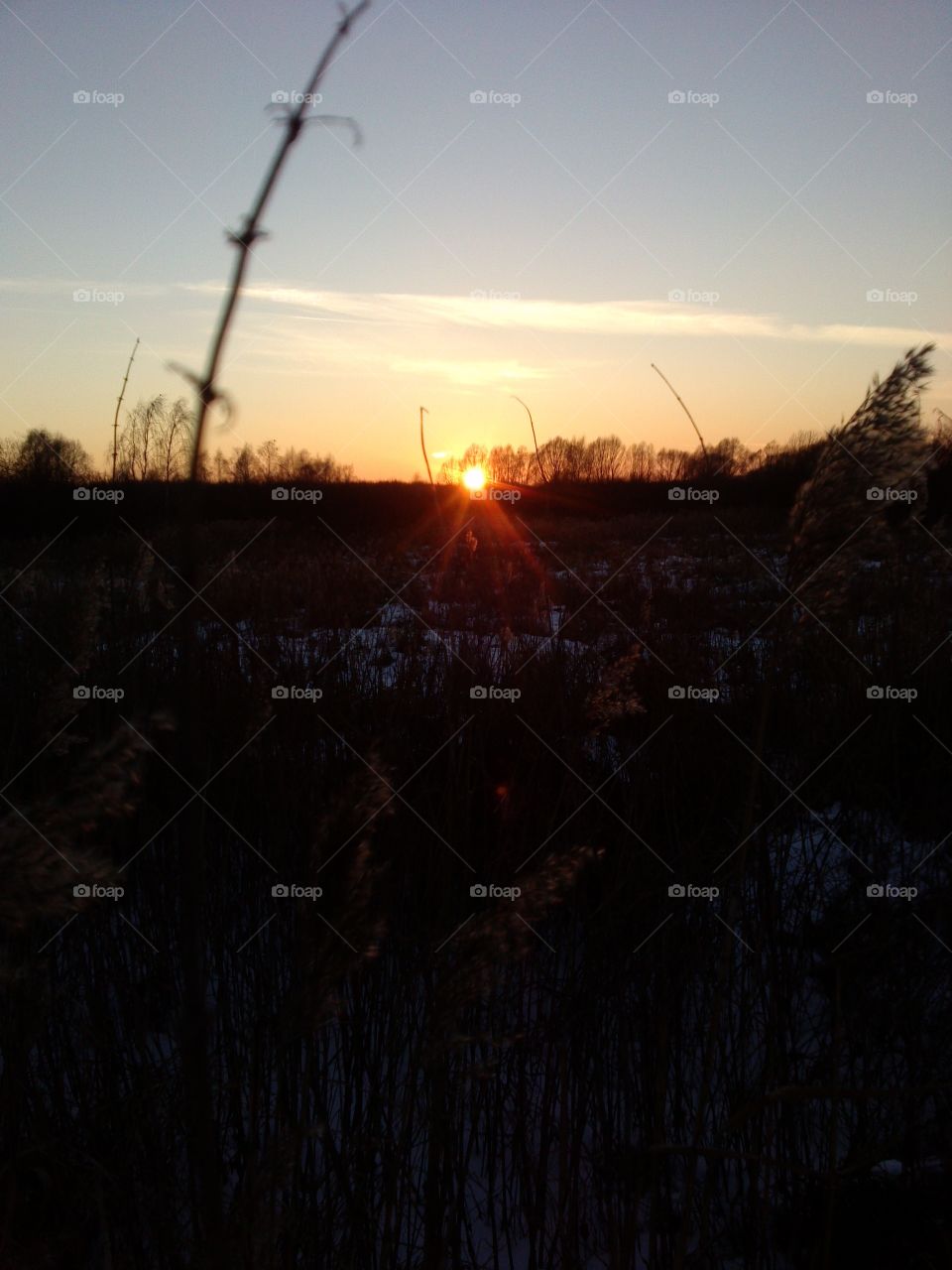 sunset over a meadow