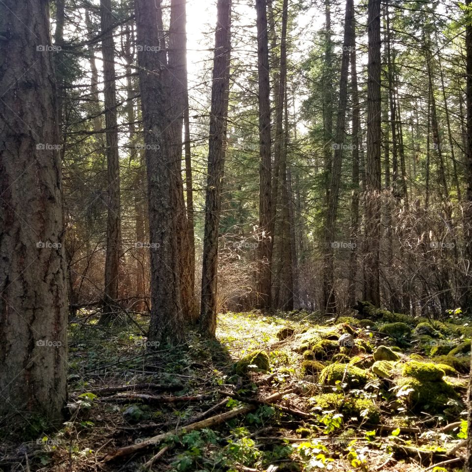 moss covered rocks in the woods sun shining thru tree trunks