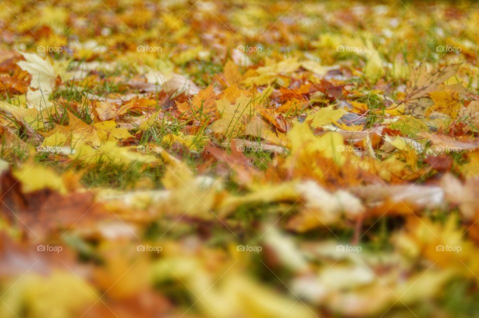 Yellow leaves