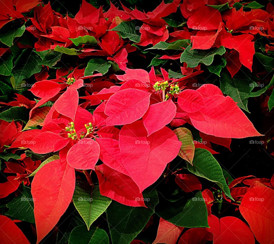 Poinsettia

