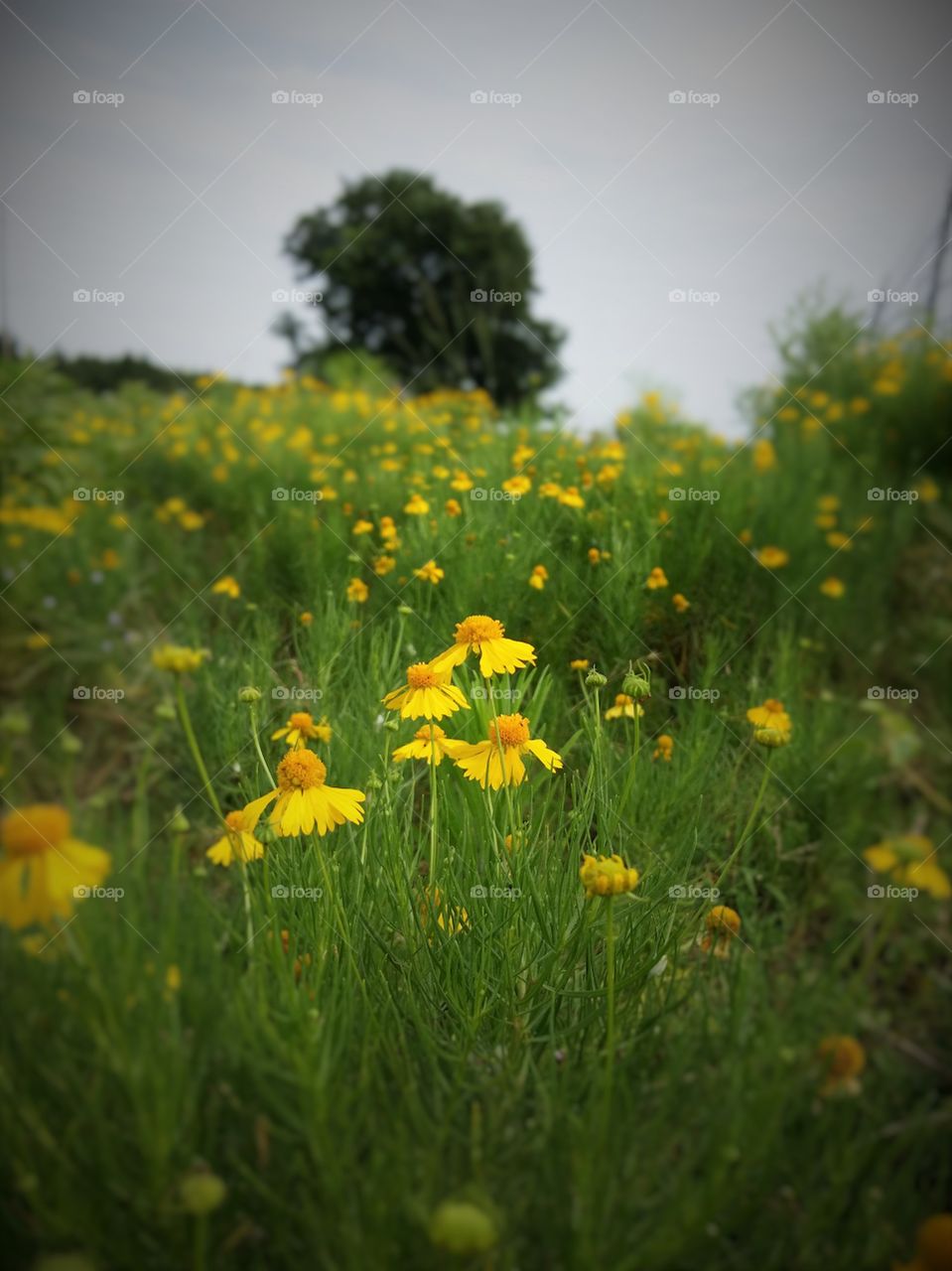 Yellow Flowers