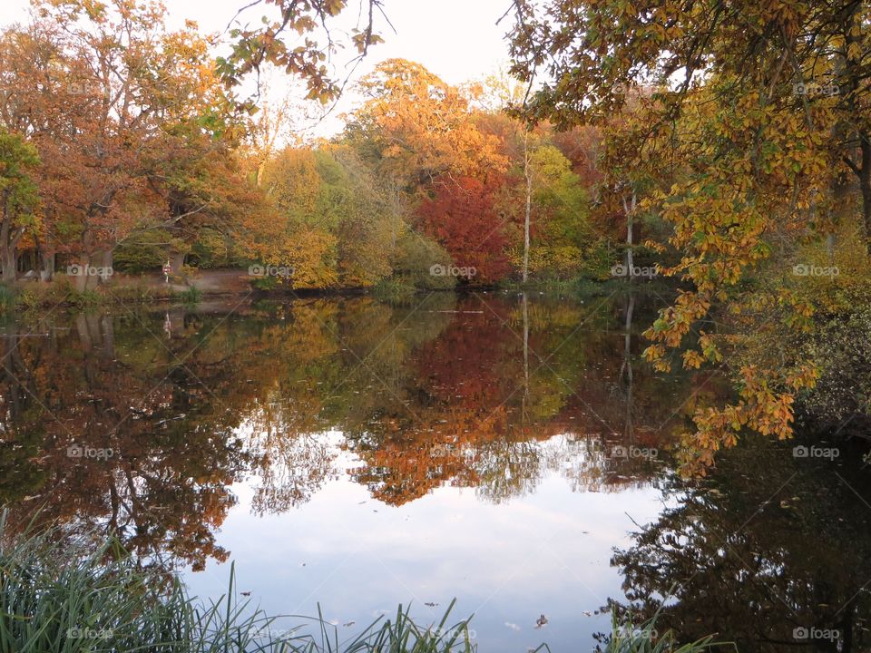 Autumn trees reflected on water