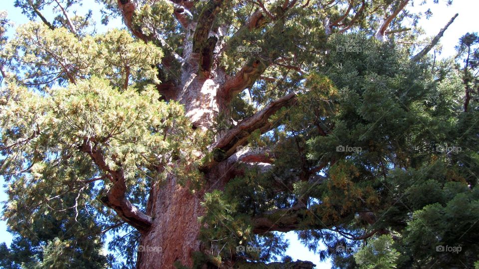 Tallest redwood tree