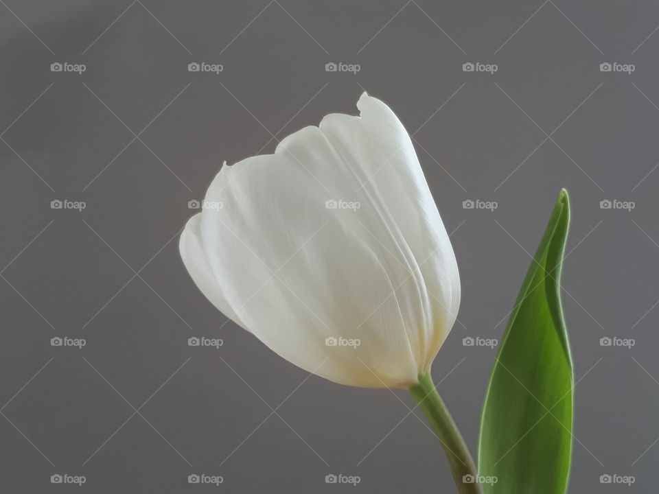 Tulpenblüte in weiß