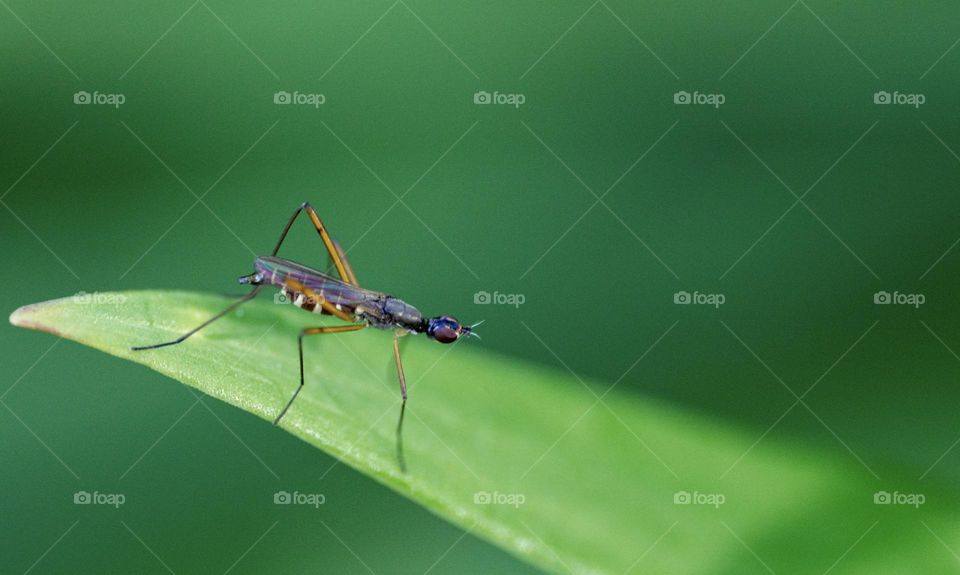 A tiny insect on green grass 