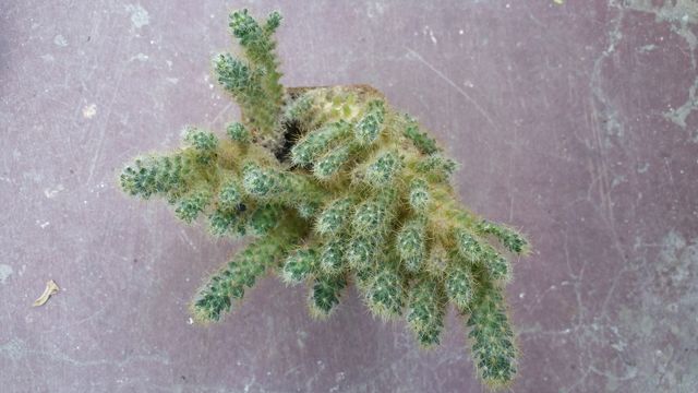 Cactus