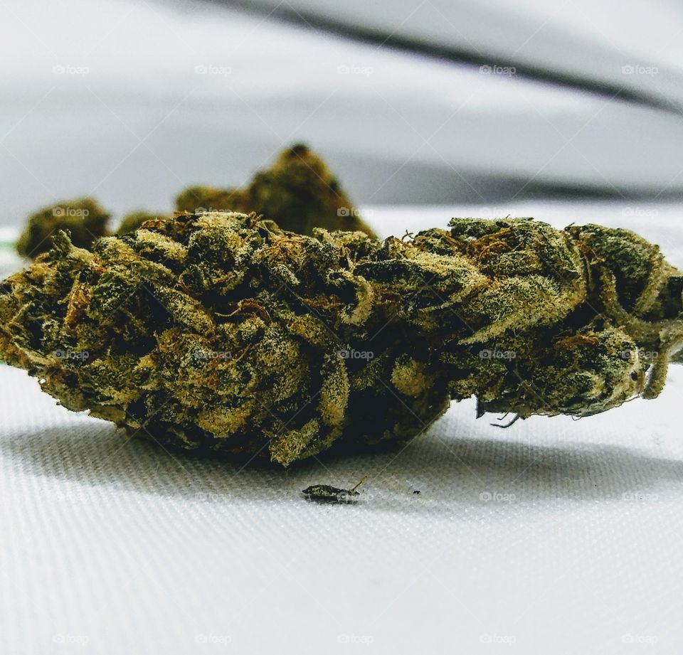 See what bud you want?