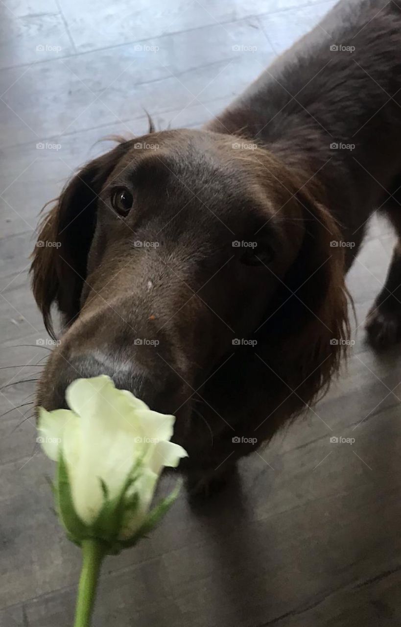 Headshot of a brown flatcoat retriever sniffing a pale yellow rose.