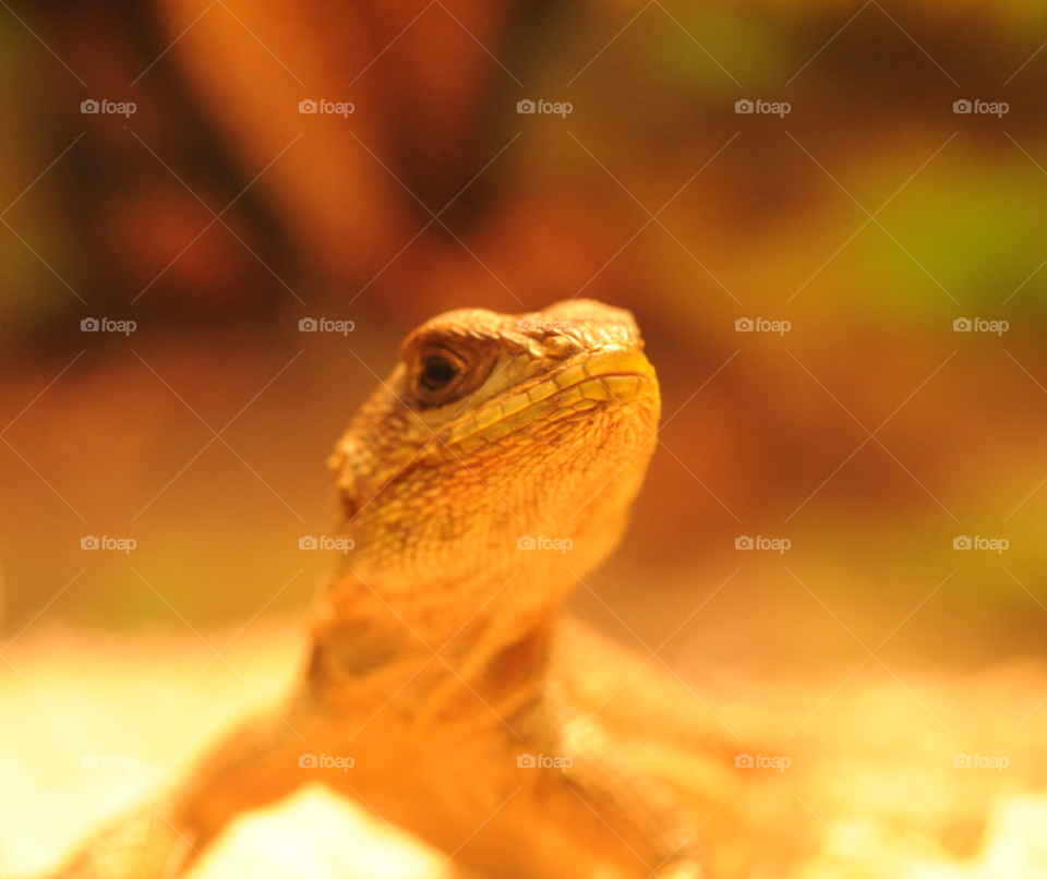 pet lizard reptile dragon by lightanddrawing