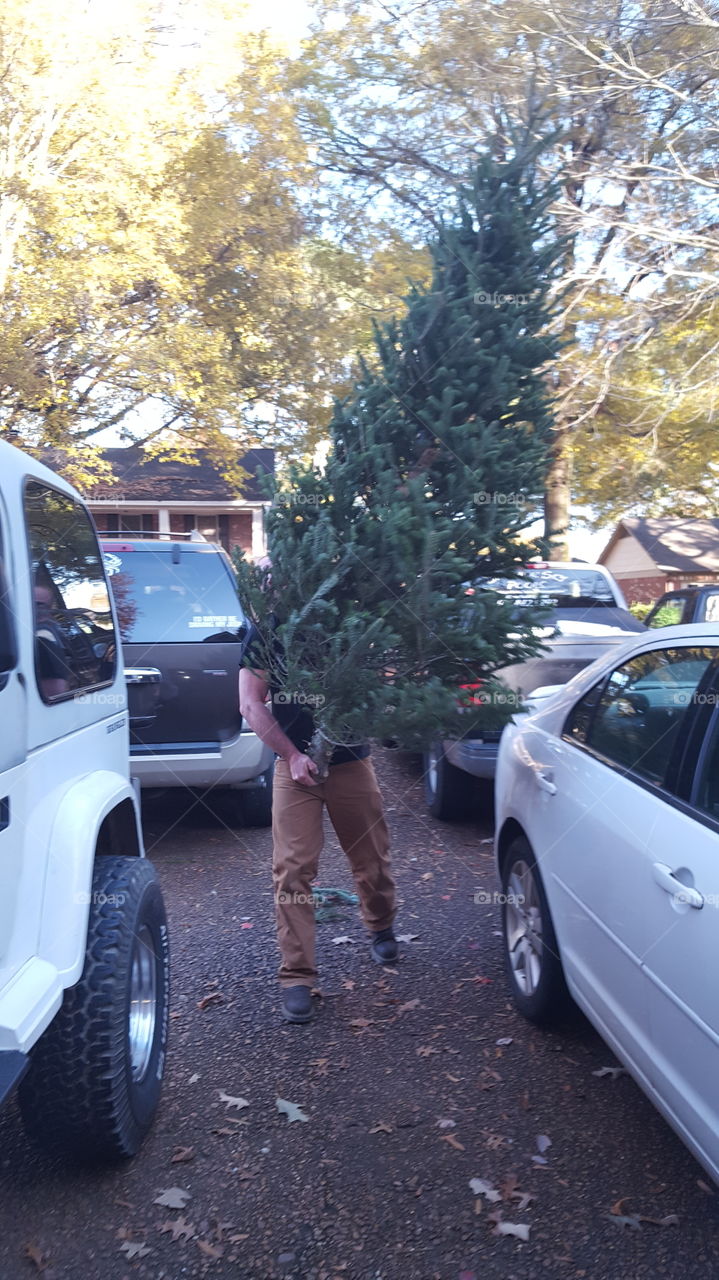 DAD getting the tree