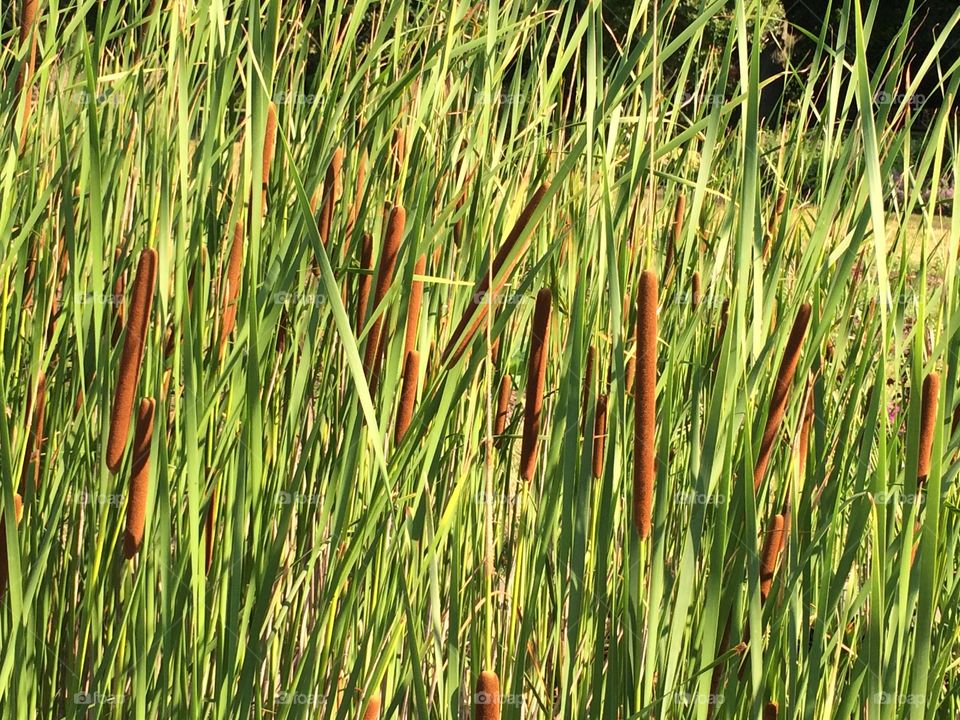 Reeds on the lake