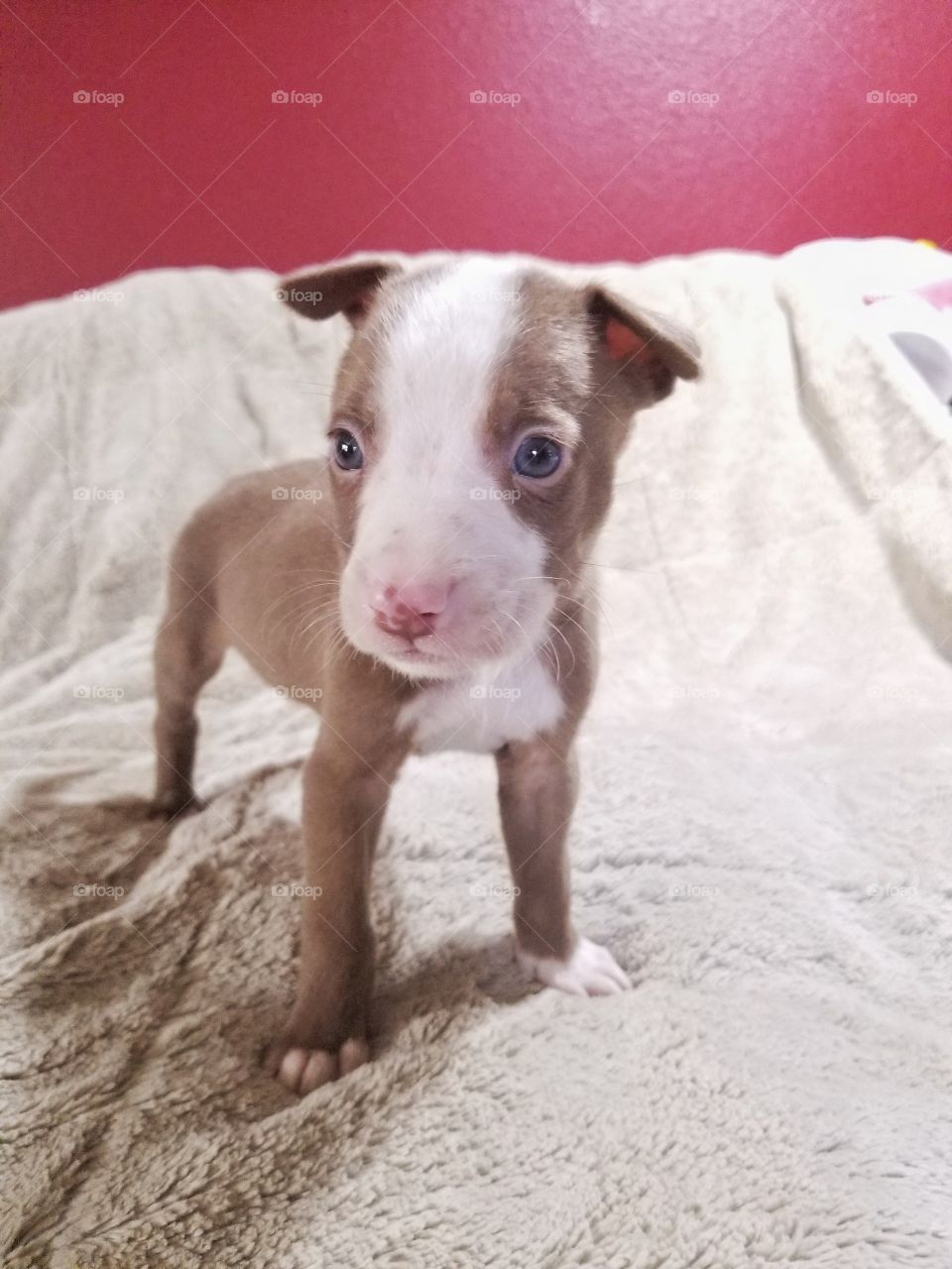 4 week old puppy