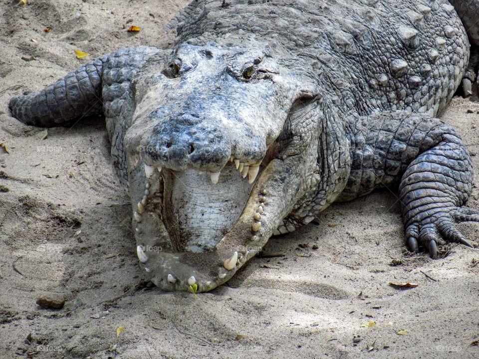 Mugger crocodile. Mugger crocodile in Madras crocodile park. It's home for about 2000 reptiles.