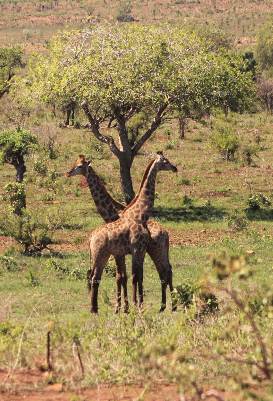Two giraffes dancing