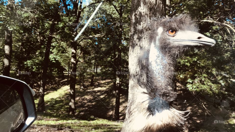 Loads of fun feeding food pellets to all different sorts of animals at safari park! 