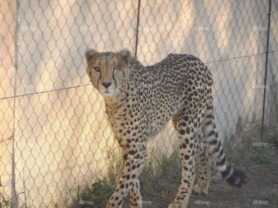 African cheetah