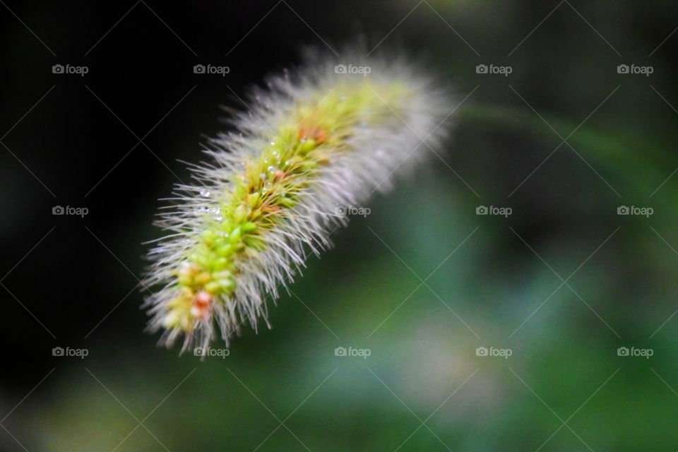 A foxtail in focus 